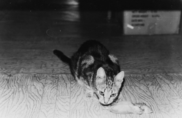 В Анапе кот кормил мышами брошенных щенков.