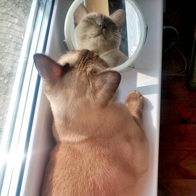 Котовторник 27.09.16