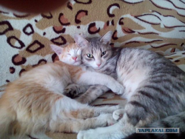 Котовторник 25.10. 2016