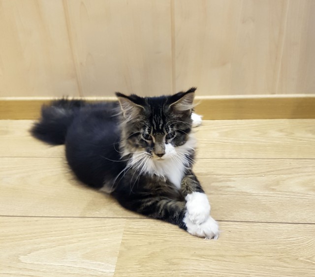 Котовторник 08.11.2016