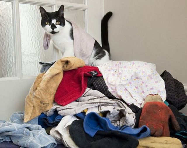 Коты из сети