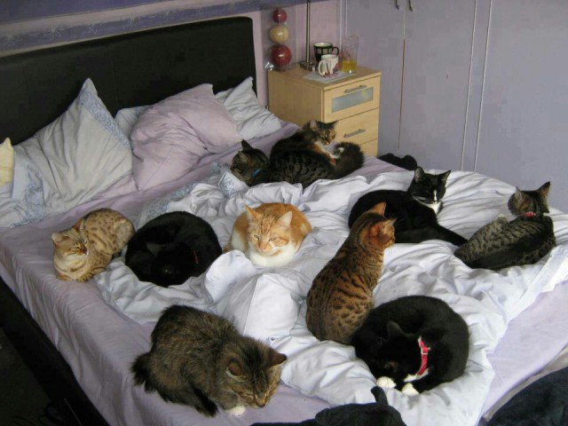 Коты из сети