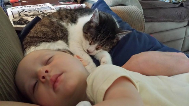 Коты и Кошки