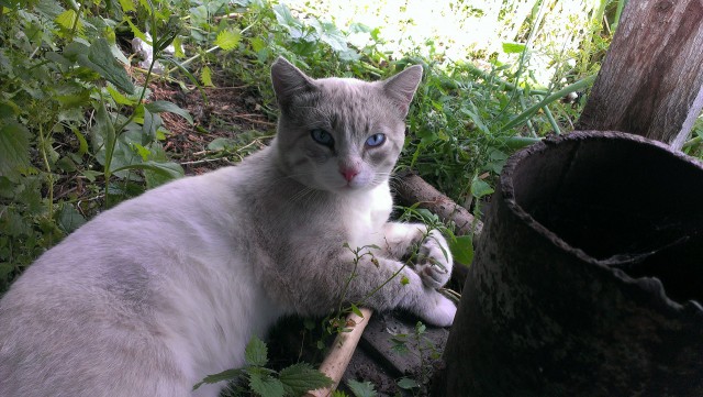 Котовторник 27.06.2017