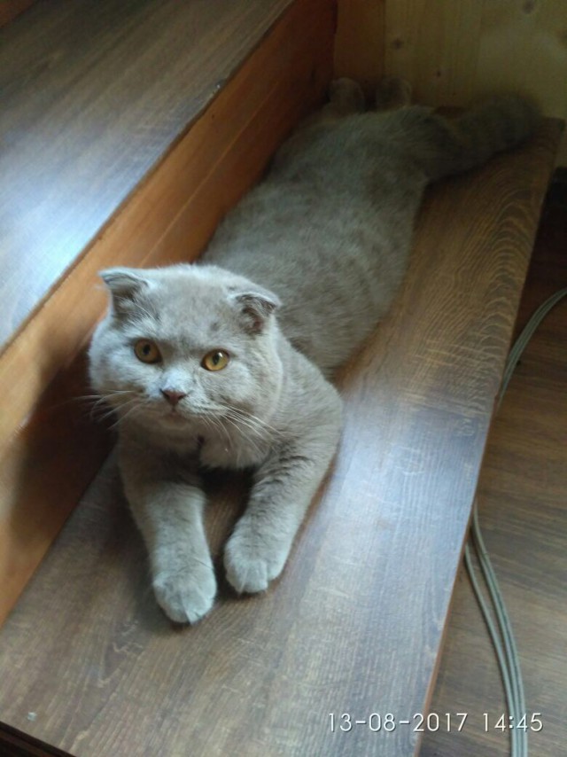 Котовторник 29.08.2017