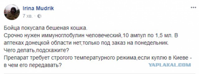 Бешеная кошка покусала украинского солдата в зоне АТО