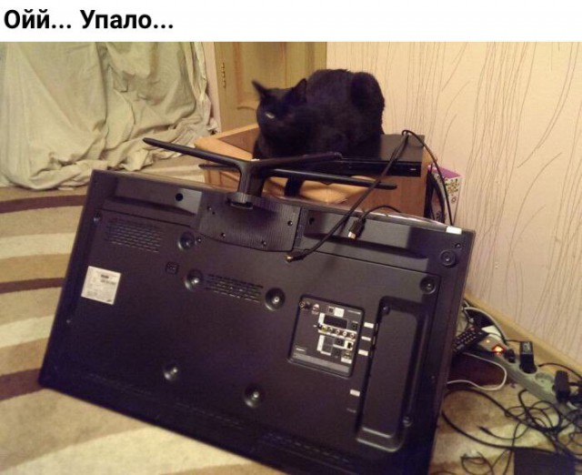 Коты и Кошки