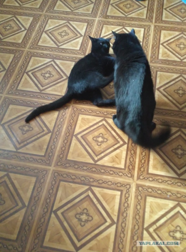 Котовторник 31.10.2017