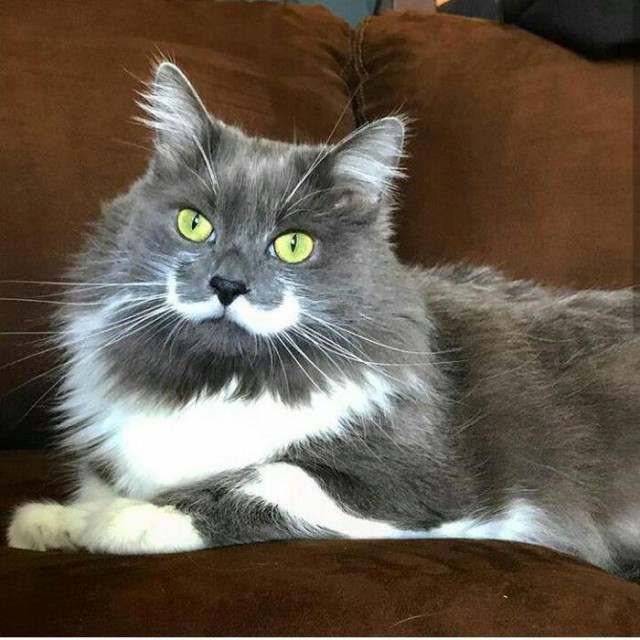 Прикольных котов пост