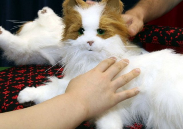Прикольных котов пост