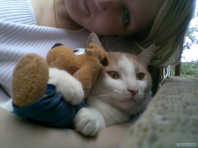 Кот в каске