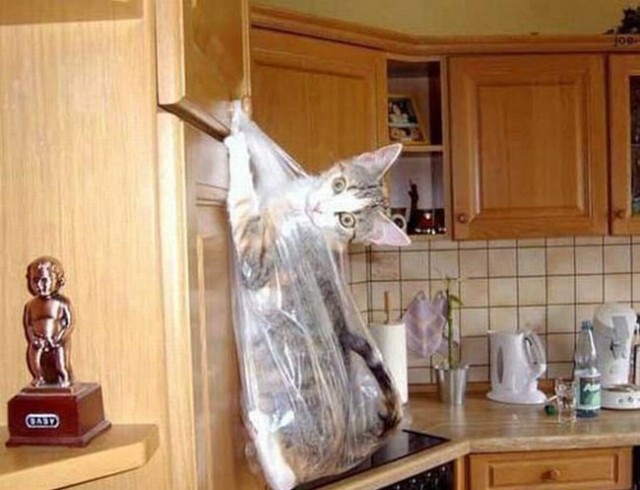 Уррааа! Котовторник на ЯПлакалъ!
