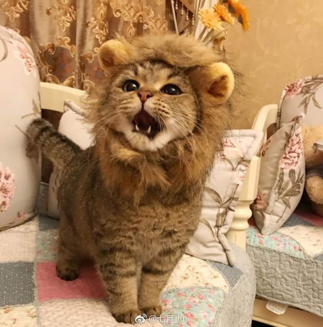 Прикольных котов пост