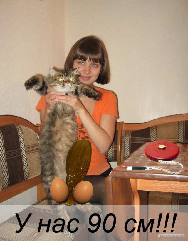 Самая высокая домашняя киса