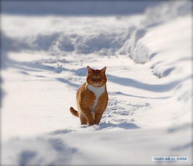 Котовторник: начало