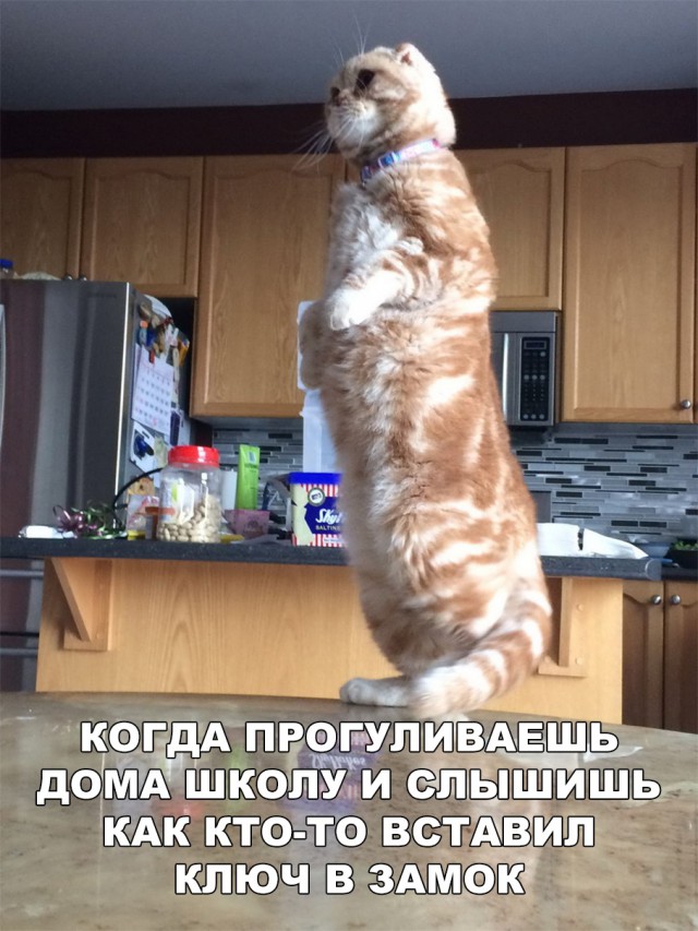 Нестандартный юмор