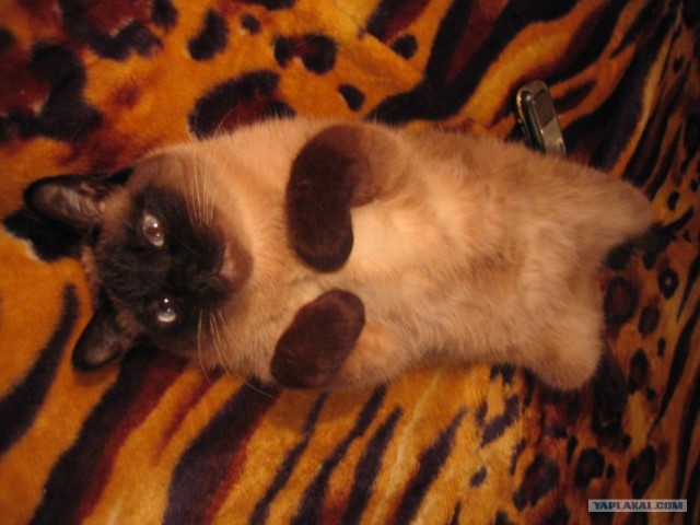 Котовторник 4.01.2011 - первый котовторник года