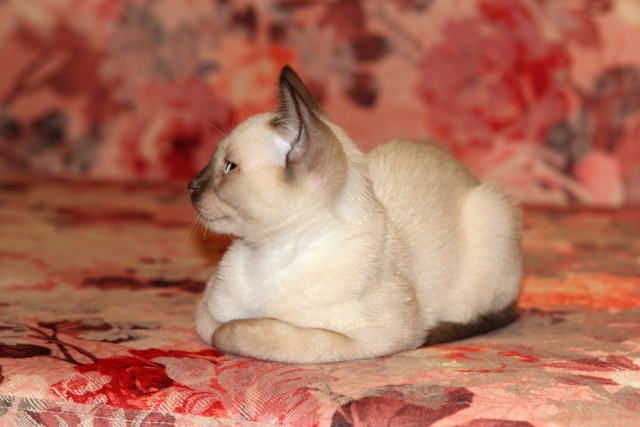 Котовторник на середину июня