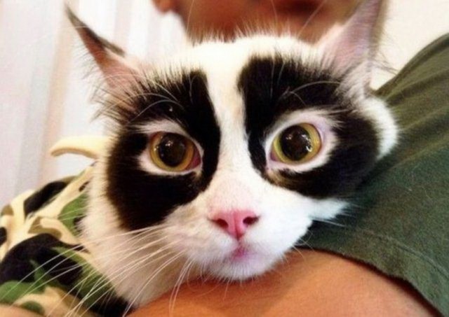 Прикольных котов пост