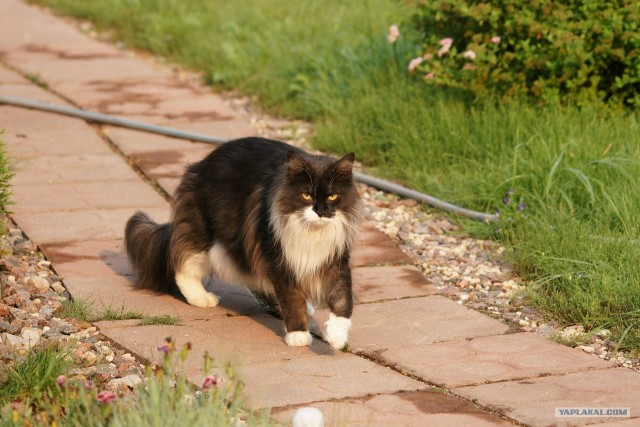 Котовторник с Максом