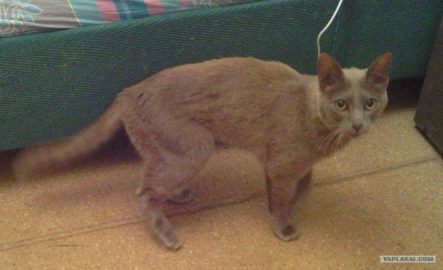 Котовторник 06.12.2011