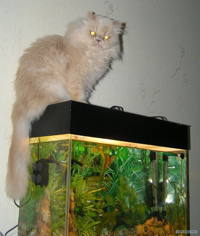 Котовторник (24. 01. 2012 )