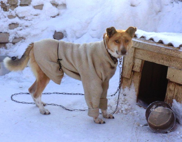 Живность из сети