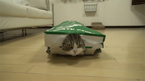 Котовторник 10.04.2012