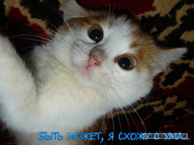 Забавные фото котеек