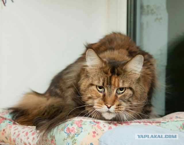 20 снимков с кисточками, доказывающих, что прекраснее мейн-кунов могут быть лишь котята мейн-кунов