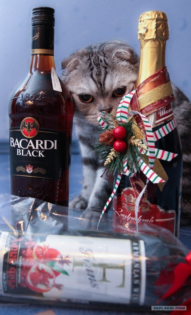 Новогодний Котовторник 01.01.2013