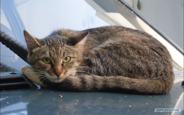 Котовторник 19.02.2013