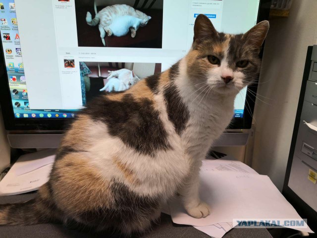 05.03.19 Котовторник же