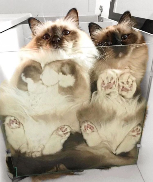 Котовторник! начнем? 04.06.19