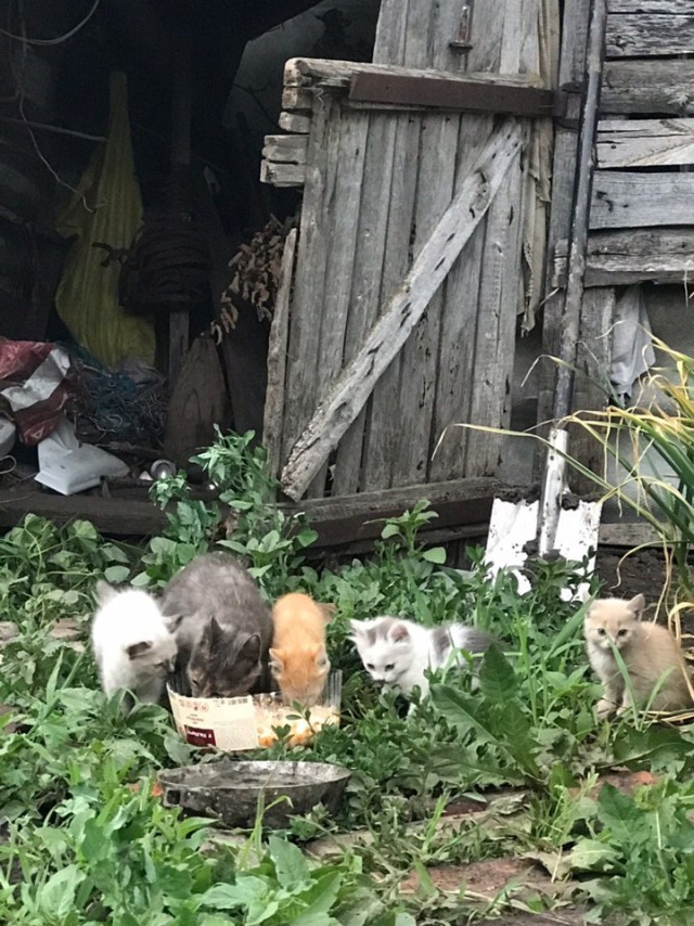 Забавные фото котеек