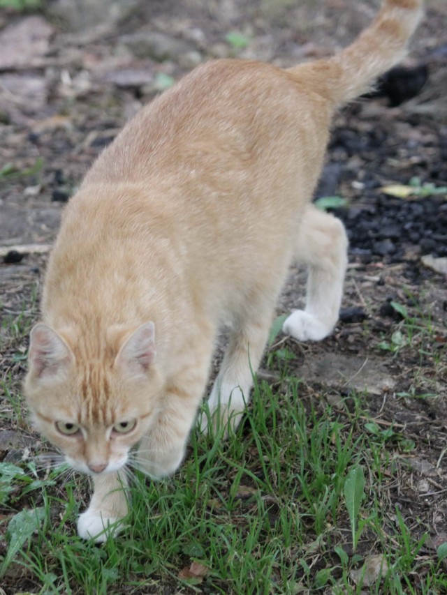 Котовторник 18.06.2019