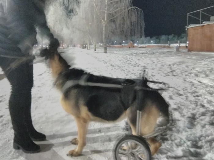 Кто как переживал смерть питомца?
