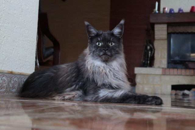 Котобелочка