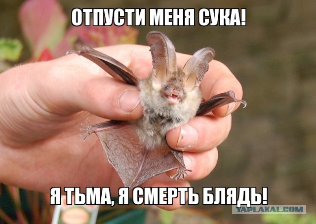 Paзнoвиднocти тьмы