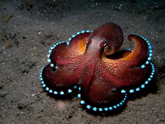 Живность из сети