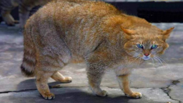 Забавные картинки с котами из сети
