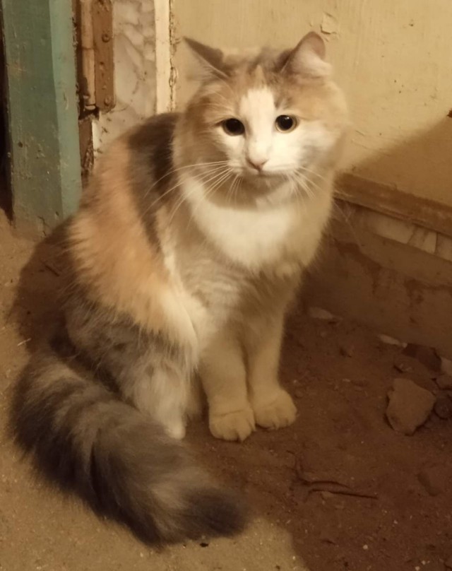 Котики