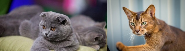 Хелп! Балкон для котяры!