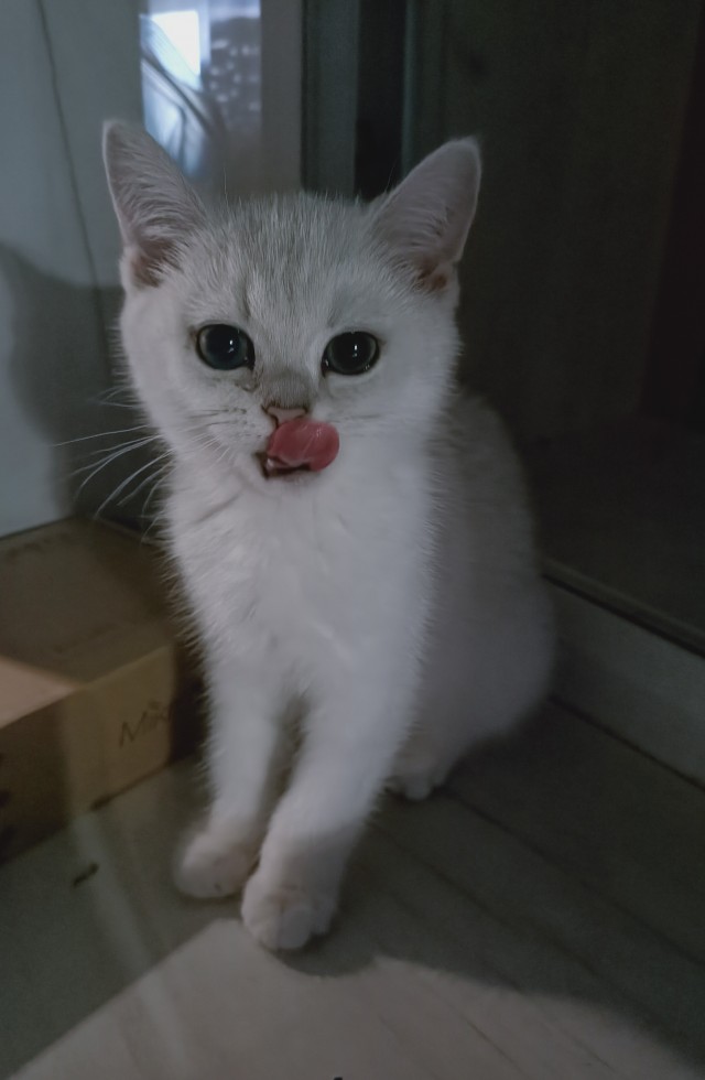 Картинки на котовторник 1.09.20