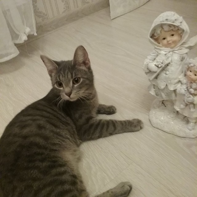 Подборка забавной живности