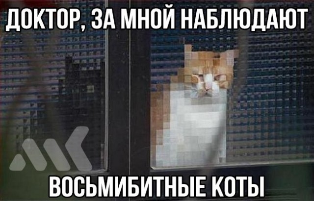 Картинки с котами и про котов