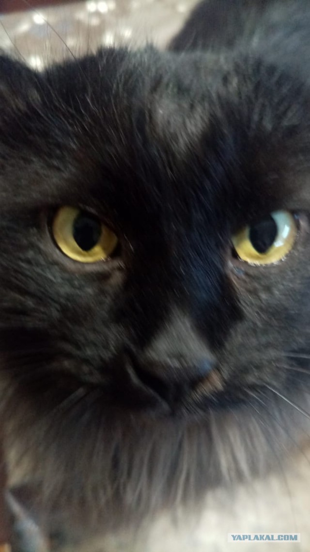Даешь котовторник!