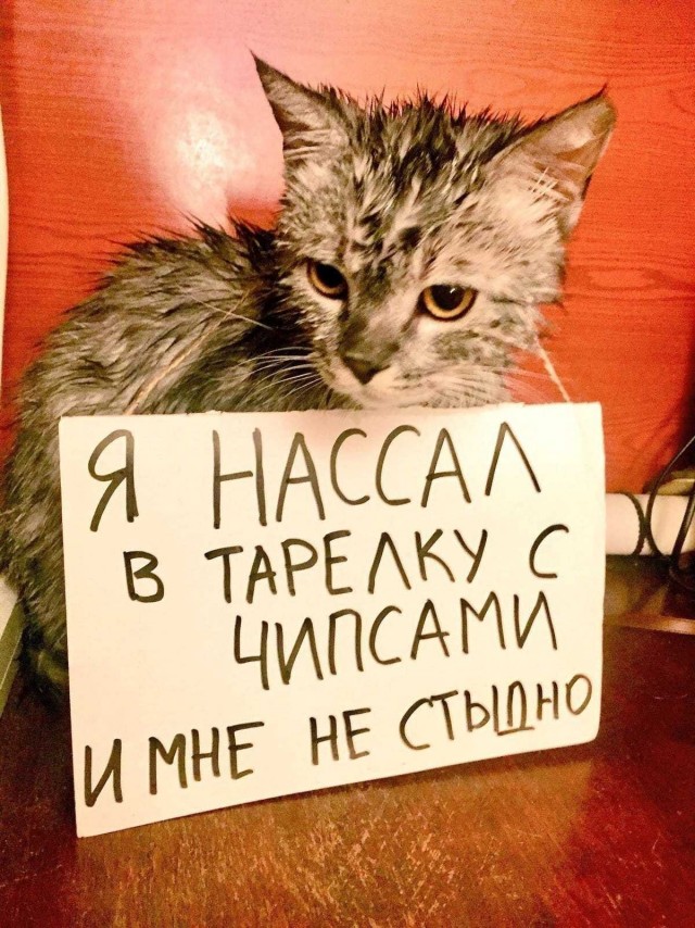 Подборка всякой живности