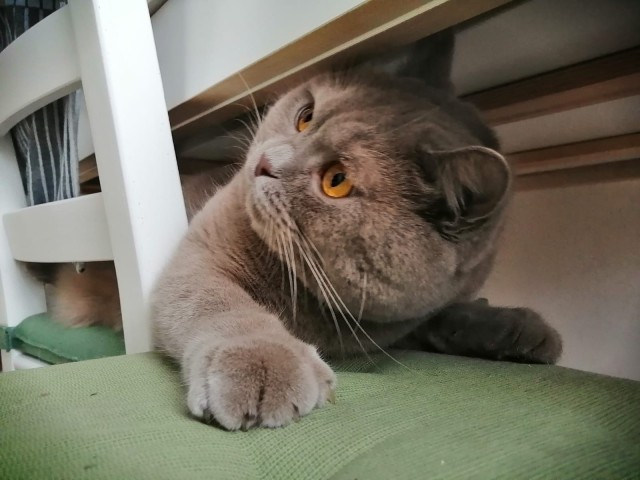Котовторник 14.09.2021