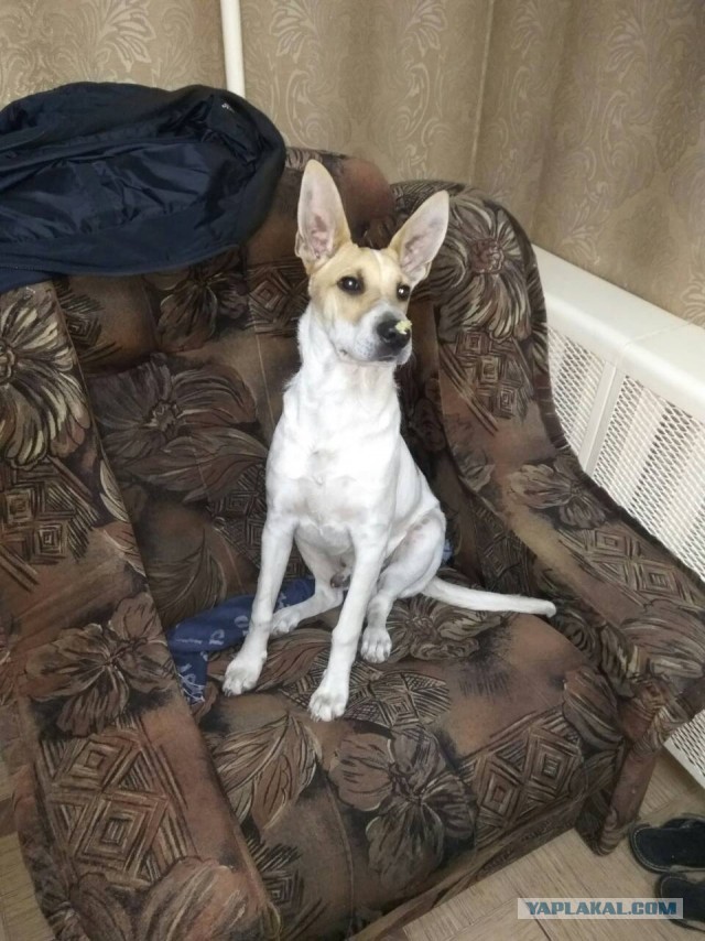 Подборка диких помесей собак